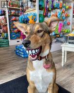 555 Red Deer Pet Place  Red Deer, AB T4R 2K1