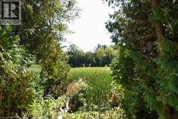 View of local wilderness - 