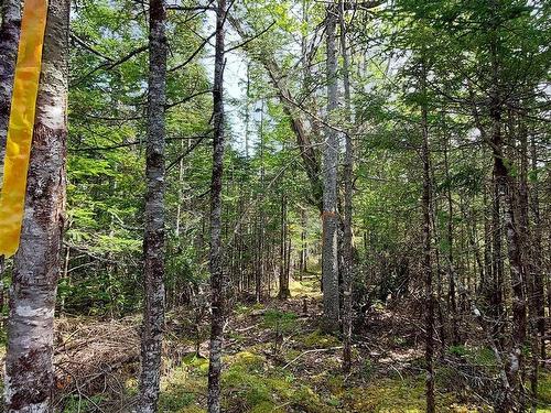 Lot 18 Highway 4, False Bay, NS 