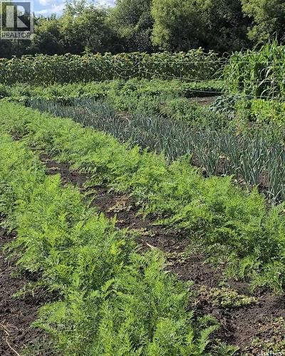 Bowes Acreage, Laird, SK - Outdoor