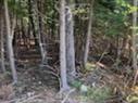 18 Acres Highway 256, West Branch, NS 