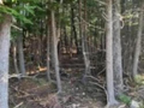 18 Acres Highway 256, West Branch, NS 