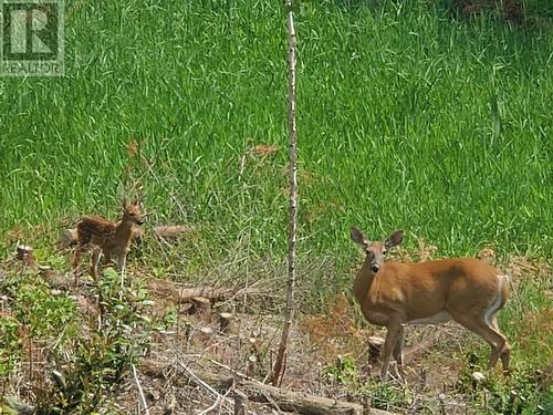 510 South Horn Lake Road, Armour, ON - Outdoor