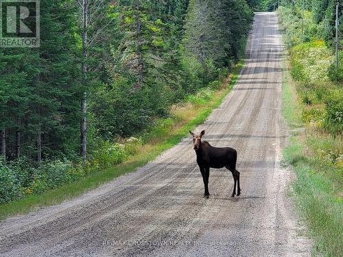 510 South Horn Lake Road, Armour, ON - Outdoor