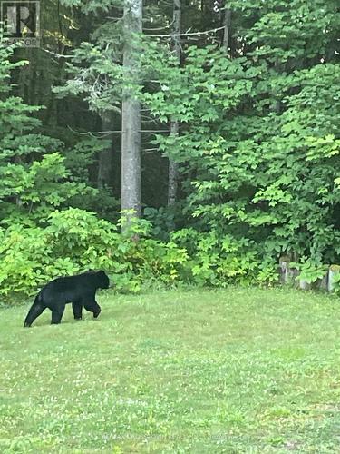 510 South Horn Lake Road, Armour, ON - Outdoor