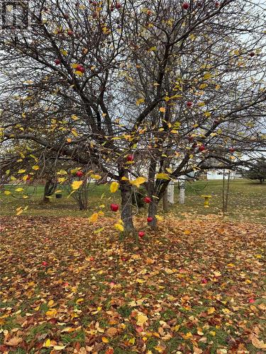 3 Shaws Lane, Deer Lake, NL - Outdoor With View