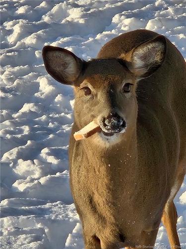 1113 Mascarene Rd, Caithness, NB 