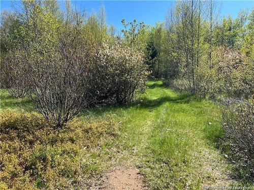 Lots Mooney Creek, Richibucto, NB 