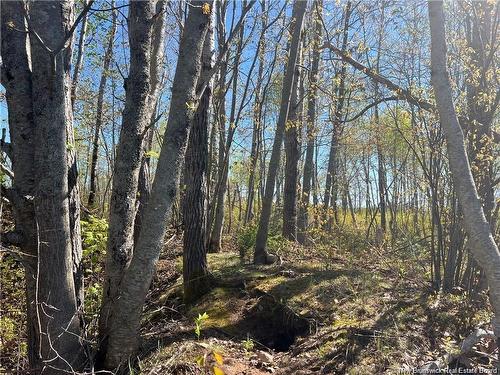 Lots Mooney Creek, Richibucto, NB 
