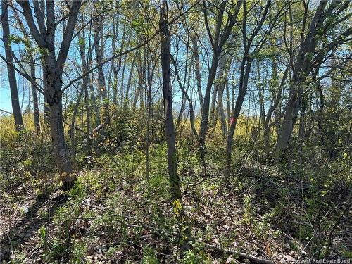 Lots Mooney Creek, Richibucto, NB 