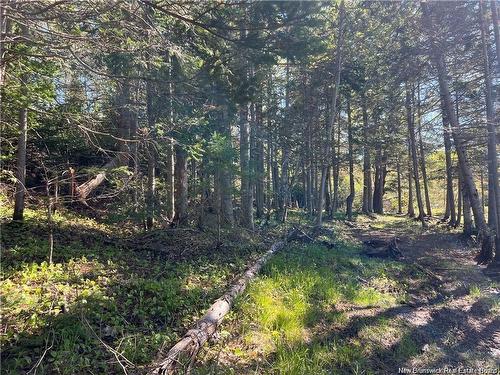 Lots Mooney Creek, Richibucto, NB 