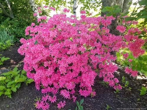 308 Buckingham Ave, Riverview, NB 