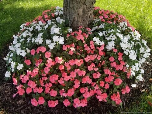 308 Buckingham Ave, Riverview, NB 