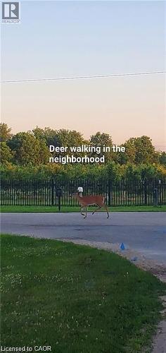 Surrounding community - 263 Chestnut Ridge, Waterloo, ON - Outdoor With View