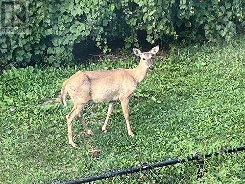 156 Pressed Brick Drive, Brampton, ON - Outdoor