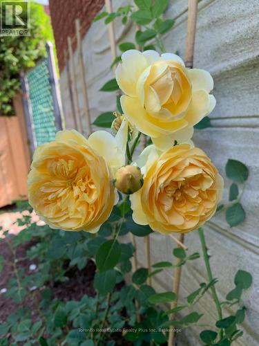 528 Greenbrook Drive, Kitchener, ON - Outdoor