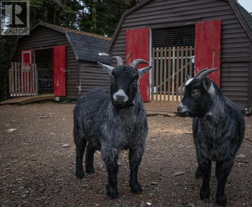 83 Main Road, South Dildo, NL 