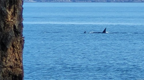 15 Spring Bay Rd, Lasqueti Island, BC 