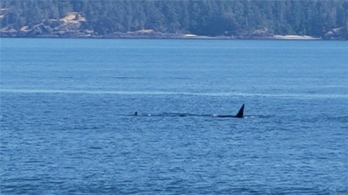 14 Spring Bay Rd, Lasqueti Island, BC 