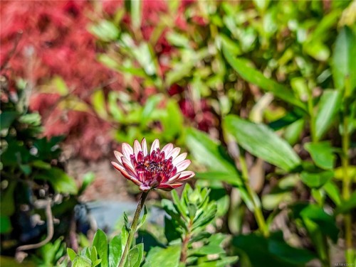 474 Eaglecrest Dr, Qualicum Beach, BC 