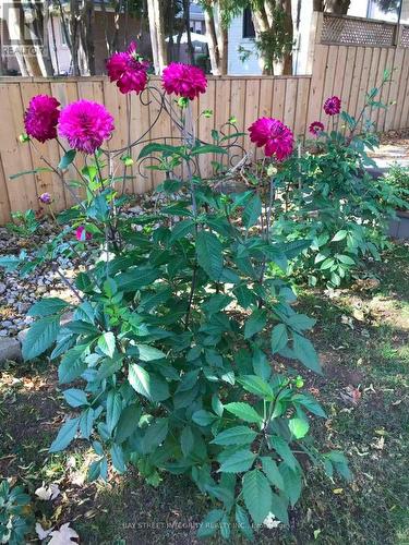 1224 Grange Road, Oakville, ON - Outdoor