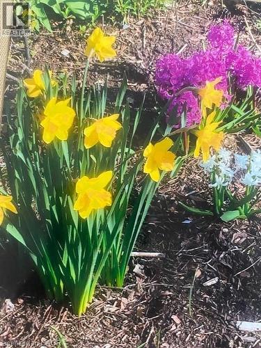 Exterior view - 32 Brookview Court, Kitchener, ON - 