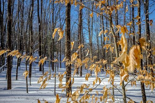 Land/Lot - Ch. Poissant, Sutton, QC 