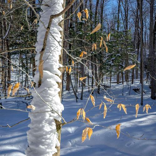 Land/Lot - Ch. Poissant, Sutton, QC 