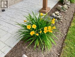 Stamped concrete and low maintenance landscaping. - 