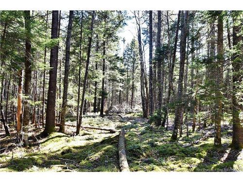 929 Route 774, Welshpool, NB 