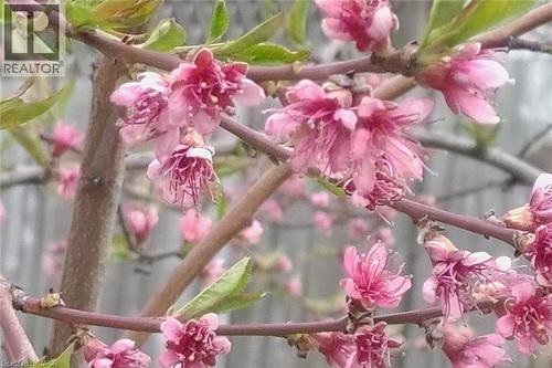 Spring - Cherry Blossoms - 19 East 17Th Street, Hamilton, ON - Indoor Photo Showing Bathroom