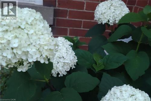 Hydrangeas in full bloom in summer - 19 East 17Th Street, Hamilton, ON - 