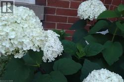 Hydrangeas in full bloom in summer - 