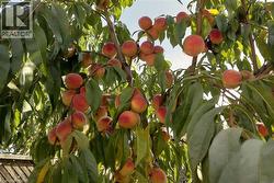 Summer - Peaches on peach tree - 