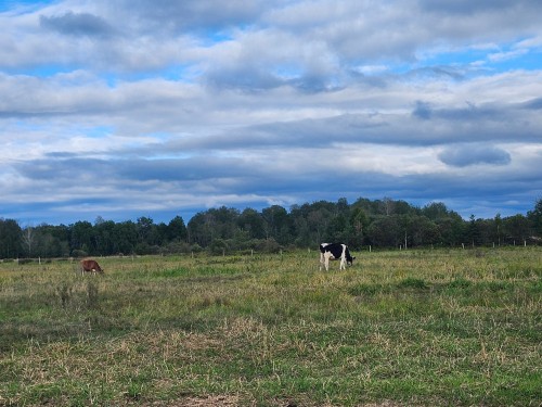 Autre - 1405 Ch. De Moffet-Laforce, Moffet, QC 