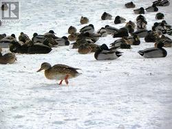 Walk across the street, feed the ducks! - 
