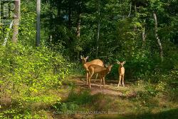 Legit wildlife sightings like this on the daily! - 