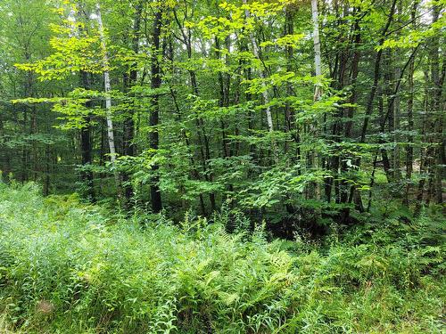 Boisé - Ch. Des Libellules, Eastman, QC 