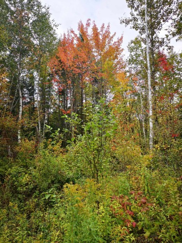 Woodland - 143 Ch. Du Haut-Pays, Saint-Onésime-D'Ixworth, QC 