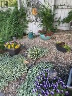 SUMMER PHOTO - Garden in full bloom! - 