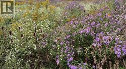 Summer view of the bee and butterfly-attracting wildflowers. Amazing! - 