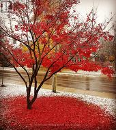 Japanese maple in the fall - 