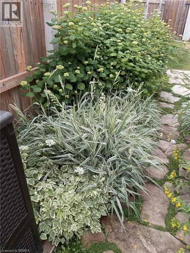 4 Maple Crescent, Paris, ON - Outdoor