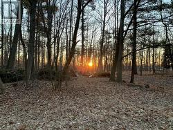 View of local wilderness - 