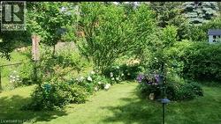 yard in summer - 