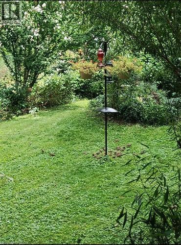 yard in summer - 25 Fairmount Avenue, Hamilton, ON - Outdoor