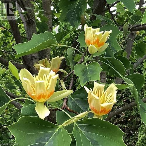 643 King Street, Niagara-On-The-Lake, ON - Other