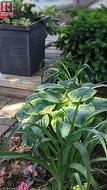 Garden/Hosta's view - 