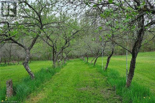 Apple trees in the Orchard. - 546299 Sideroad 4B, Kimberley, ON - Outdoor