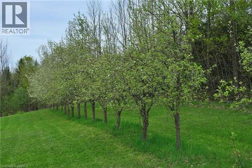 Pear trees in the Orchard. - 546299 Sideroad 4B, Kimberley, ON - Outdoor